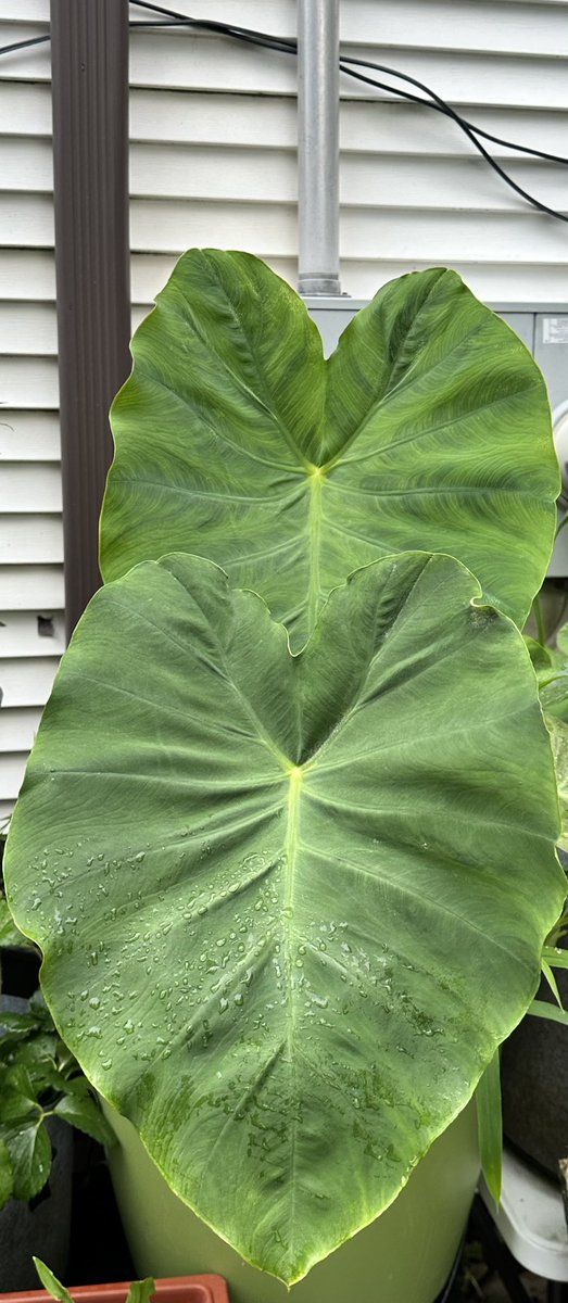 ItsJustMeSandy's tweet image. One of my favorite plants in the Garden of Eden cause it’s so pretty #elephantear