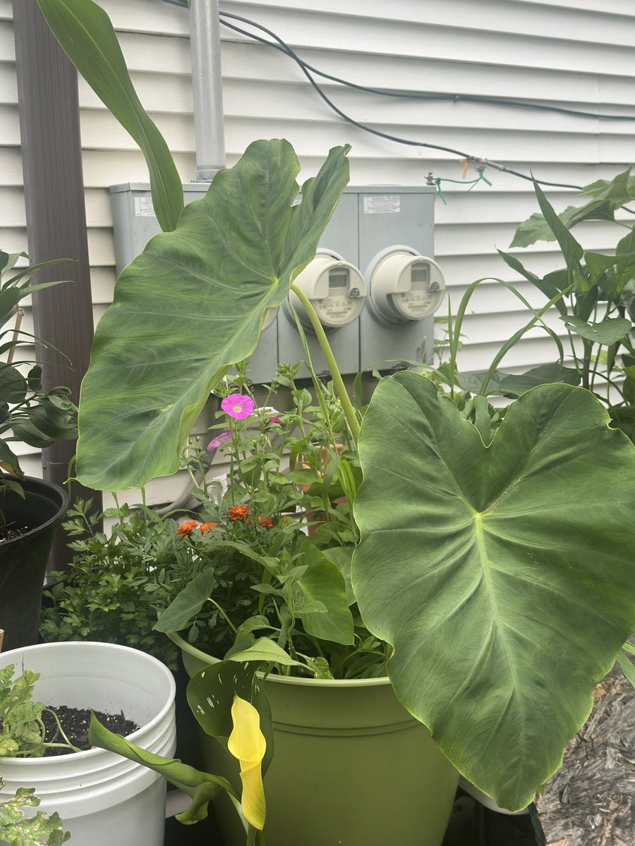 ItsJustMeSandy's tweet image. One of my favorite plants in the Garden of Eden cause it’s so pretty #elephantear