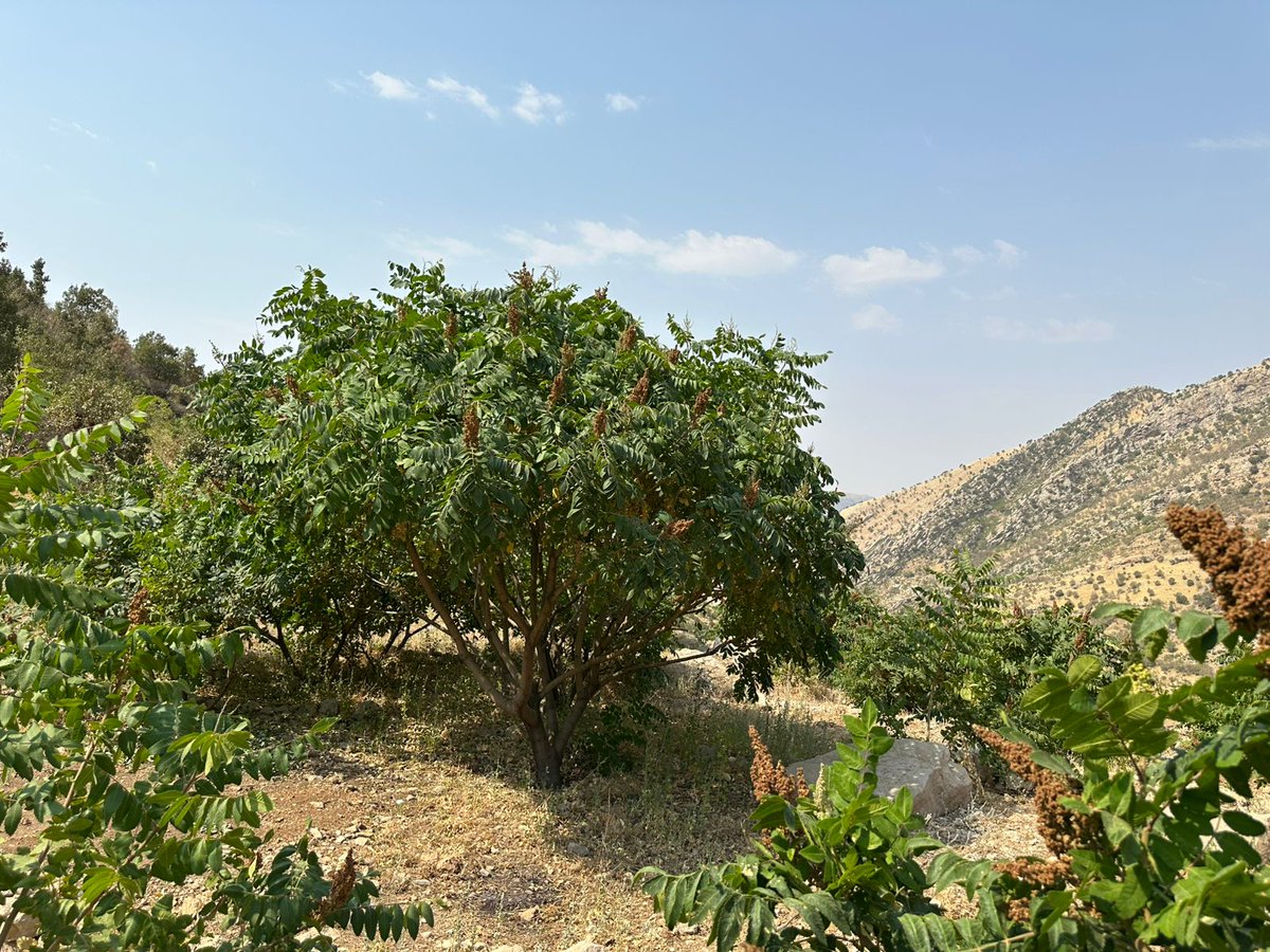 Sumac Season Begins in Akre! 🌿

Following the successful harvest of Akre’s prized sumac, local farmers have now begun the next step: processing and refining this rich, flavorful crop.

Akre's sumac is not only a staple of traditional Kurdish cuisine—it's a symbol of the