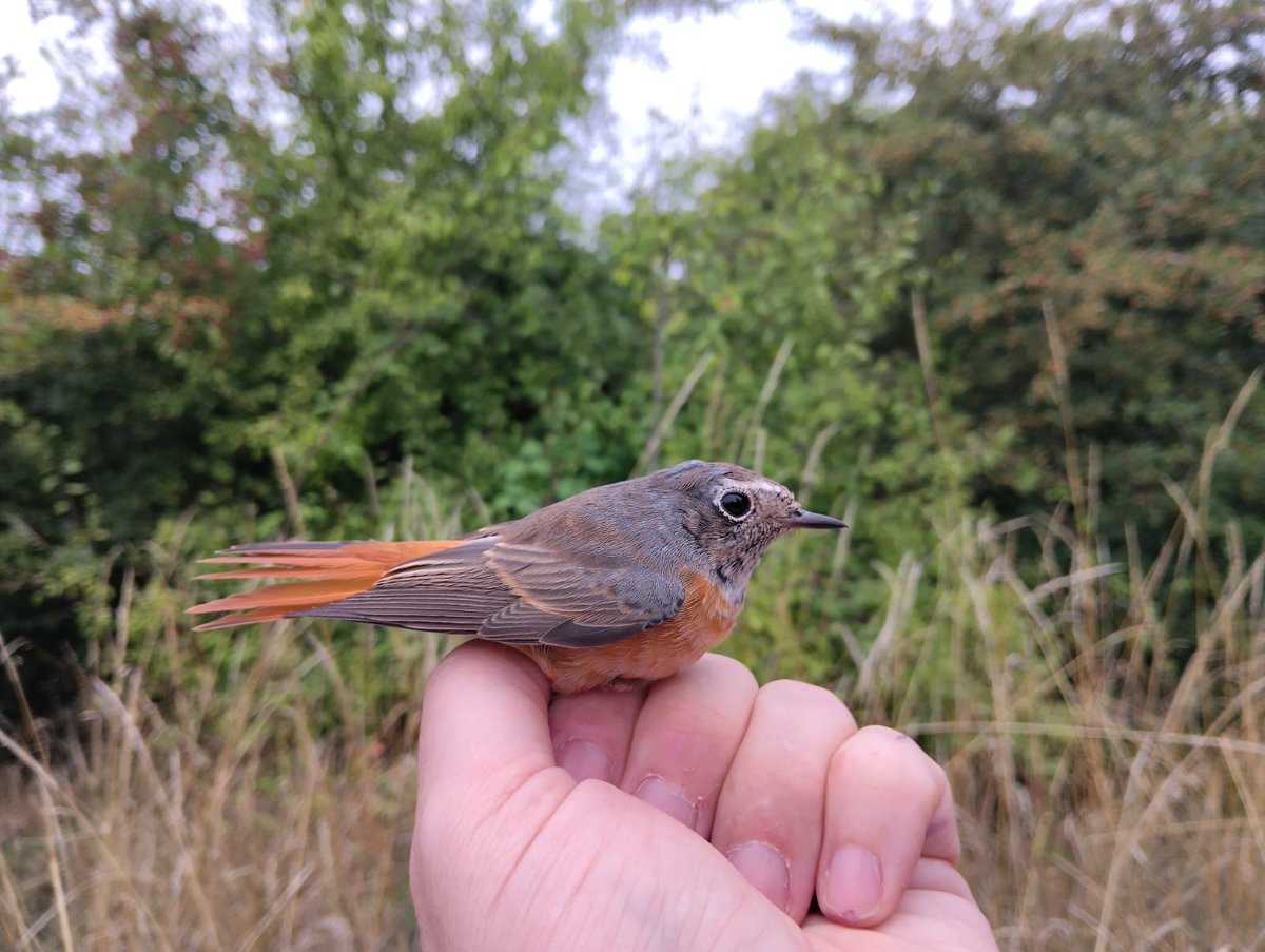 Bucktonbirder now on Bluesky (@bucktonbirder) on Twitter photo Excellent start to the ringing season at Clopton, South Cambridgeshire- 500 warblers from 6 visits with record numbers of Sedge & Reed Warblers. Willow, Grasshopper, Garden and Lesser Whitethroat increasing and first passage Redstart yesterday. <a href="/CambsBirdClub/">Cambs Bird Club</a> Excellent start to the ringing season at Clopton, South Cambridgeshire- 500 warblers from 6 visits with record numbers of Sedge & Reed Warblers. Willow, Grasshopper, Garden and Lesser Whitethroat increasing and first passage Redstart yesterday. <a href="/CambsBirdClub/">Cambs Bird Club</a>