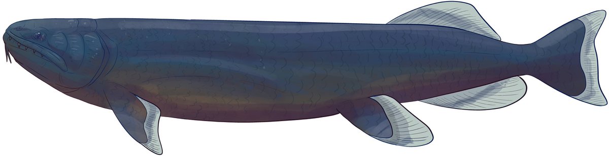 She’s duller and darker but a lot larger, males in order to impress her must do a dance and provide her with food, these fish are pair together and split once their young have left both parents on their own.

Unlike other osteoglossiformes, it’s the mother that mouthbroods.