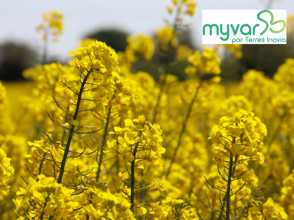 ⚠️La synthèse variétale #colza provisoire est dispo sur #MyVar (actualisation du 30/07)
myvar.fr/actualites/syn…