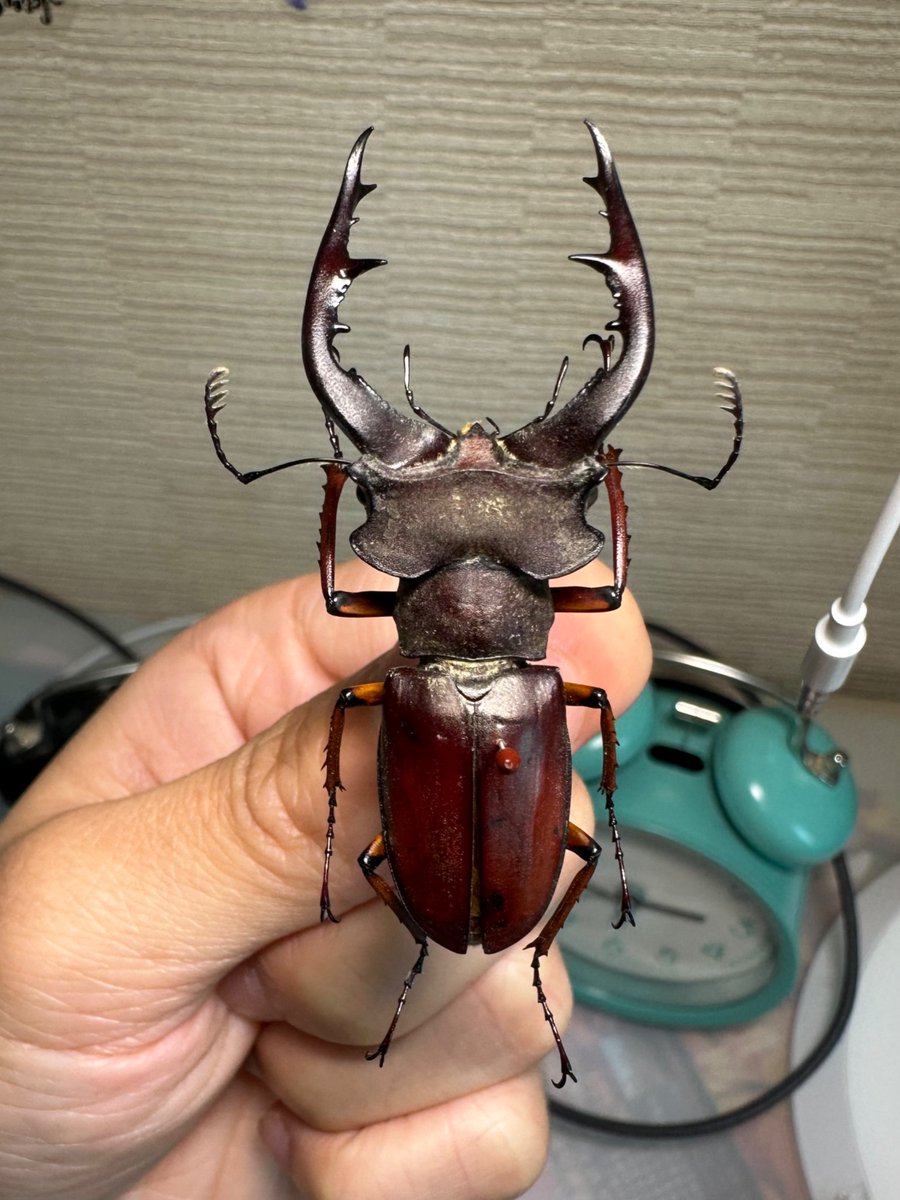 god of war from Vietnam