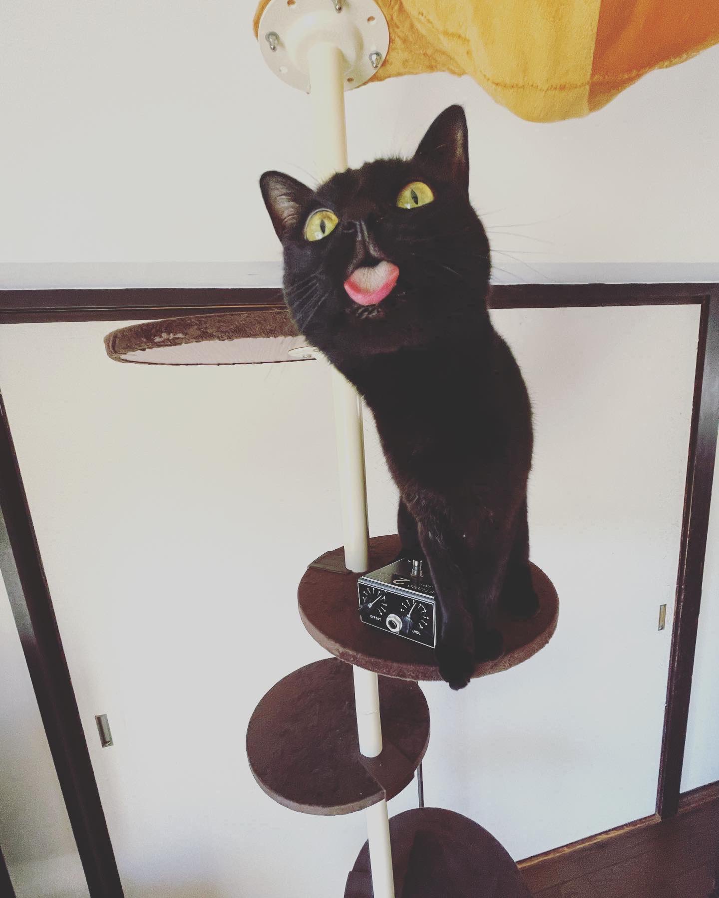 夢見る黒猫 猫別府 on X: 