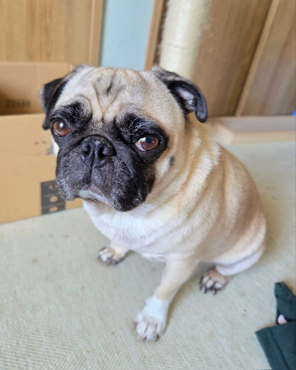 凛々しいおパグさん🐶#パグ