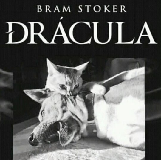 marillion13's tweet photo. Take care, #Catula´s on the loose, he´ll bite your dog and´ll suck his blood, but differently than in #Dracula, garlic won´t stop him, he´ll demand roasted chicken or fish to stop.
😹😹😹🤣🤣🤣🤪🤪🤪🧛🧛🧛 https://t.co/rPhunoq1HO
