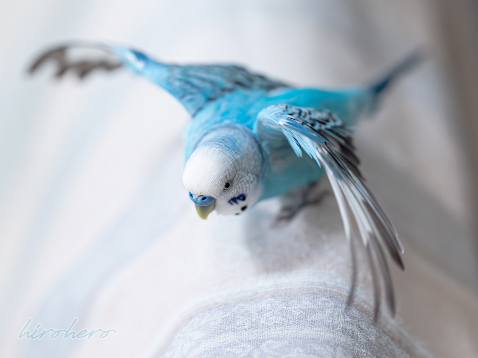 hiro　　アネモネ、信長、インコ hirohero on X: 