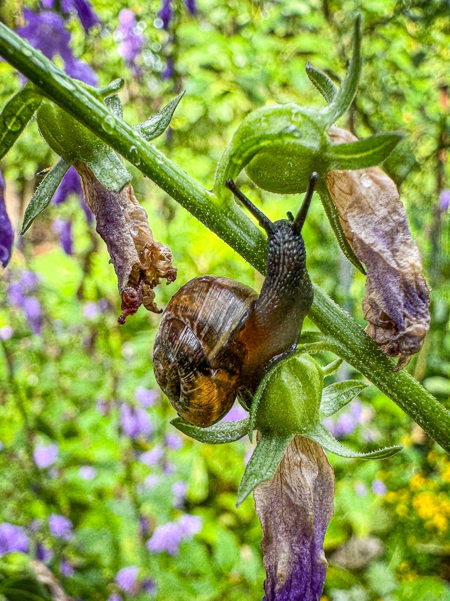 Kayryn's tweet photo. Rainy day garden. https://t.co/B6osDe3bqX