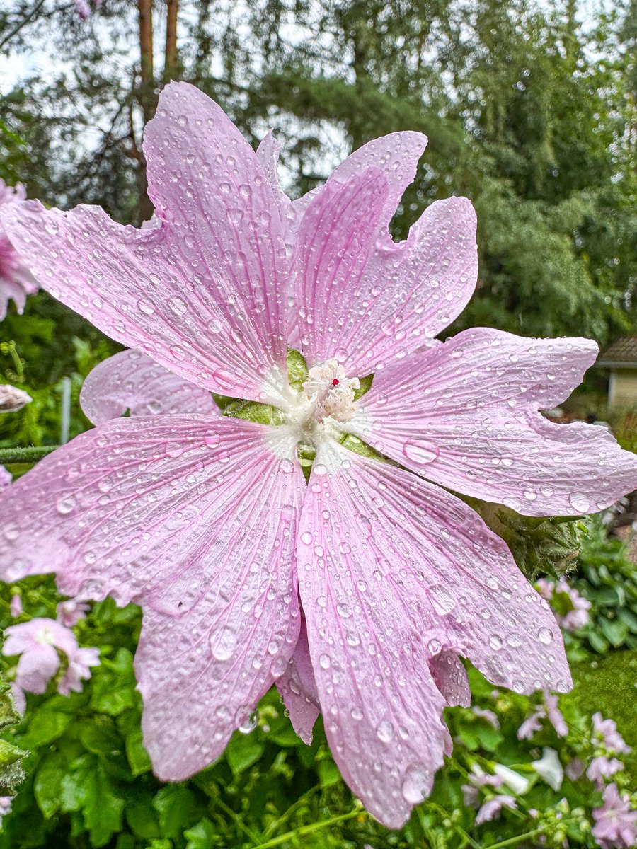 Kayryn's tweet photo. Rainy day garden. https://t.co/B6osDe3bqX