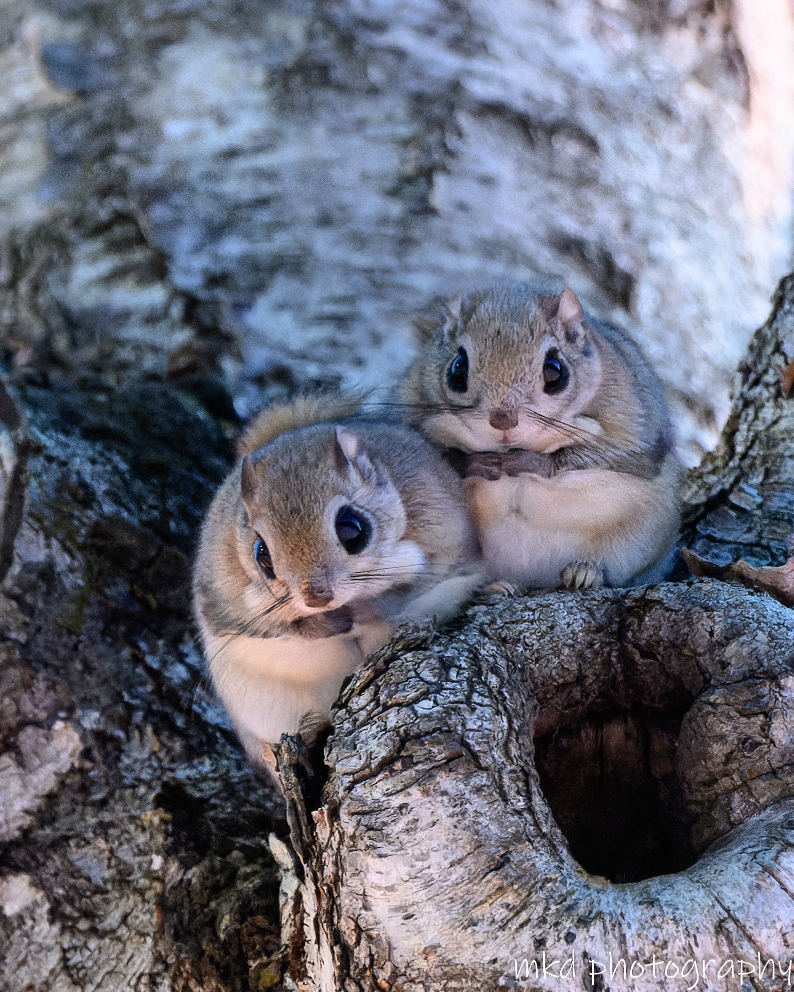 じゅんじゅん (@mintberrxw) / X