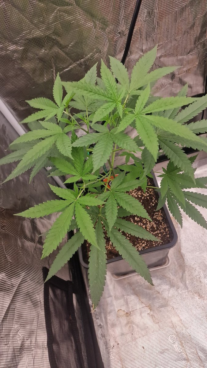 La evolución de la #Zoaprose de @kannabiaseedsfr muestra una estructura impresionante que se forma después de cortar varias puntas. 
Feliz día y buenos humos para todos 
#Kannabiateam #Zoaprose #weed