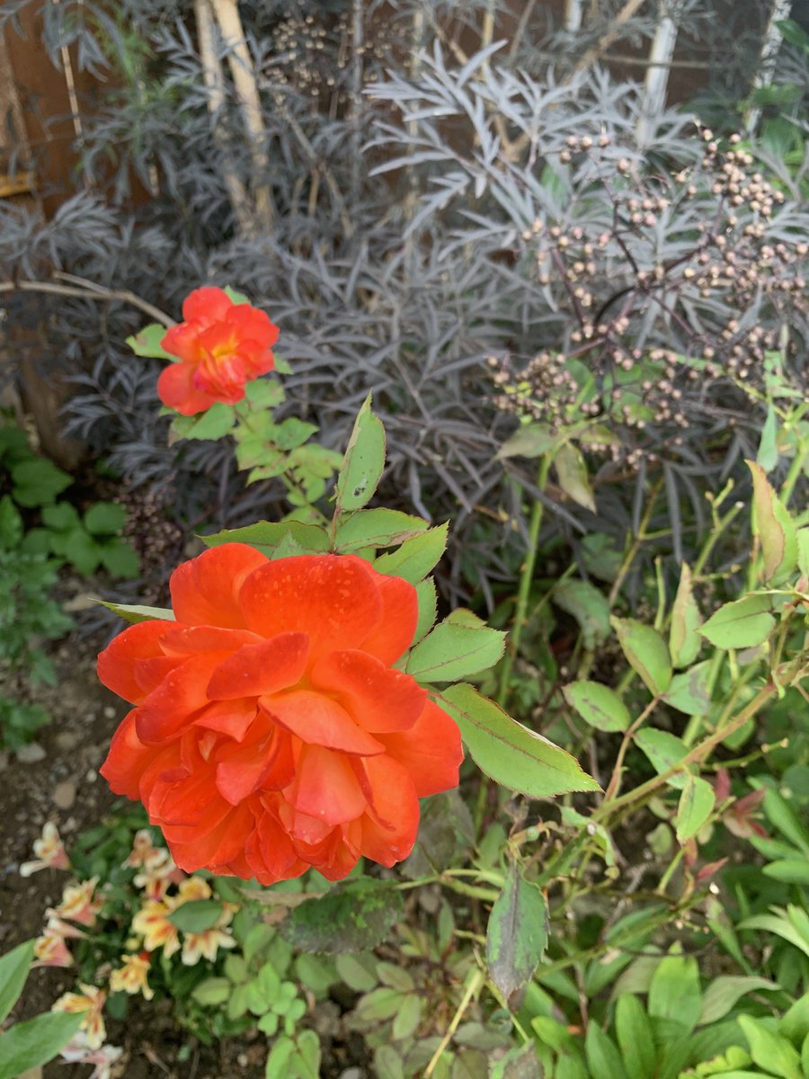 Valeriya Salt (@lsalt1) on Twitter photo Goodbye, July! #July2025 #GardeningTwitter Goodbye, July! #July2025 #GardeningTwitter