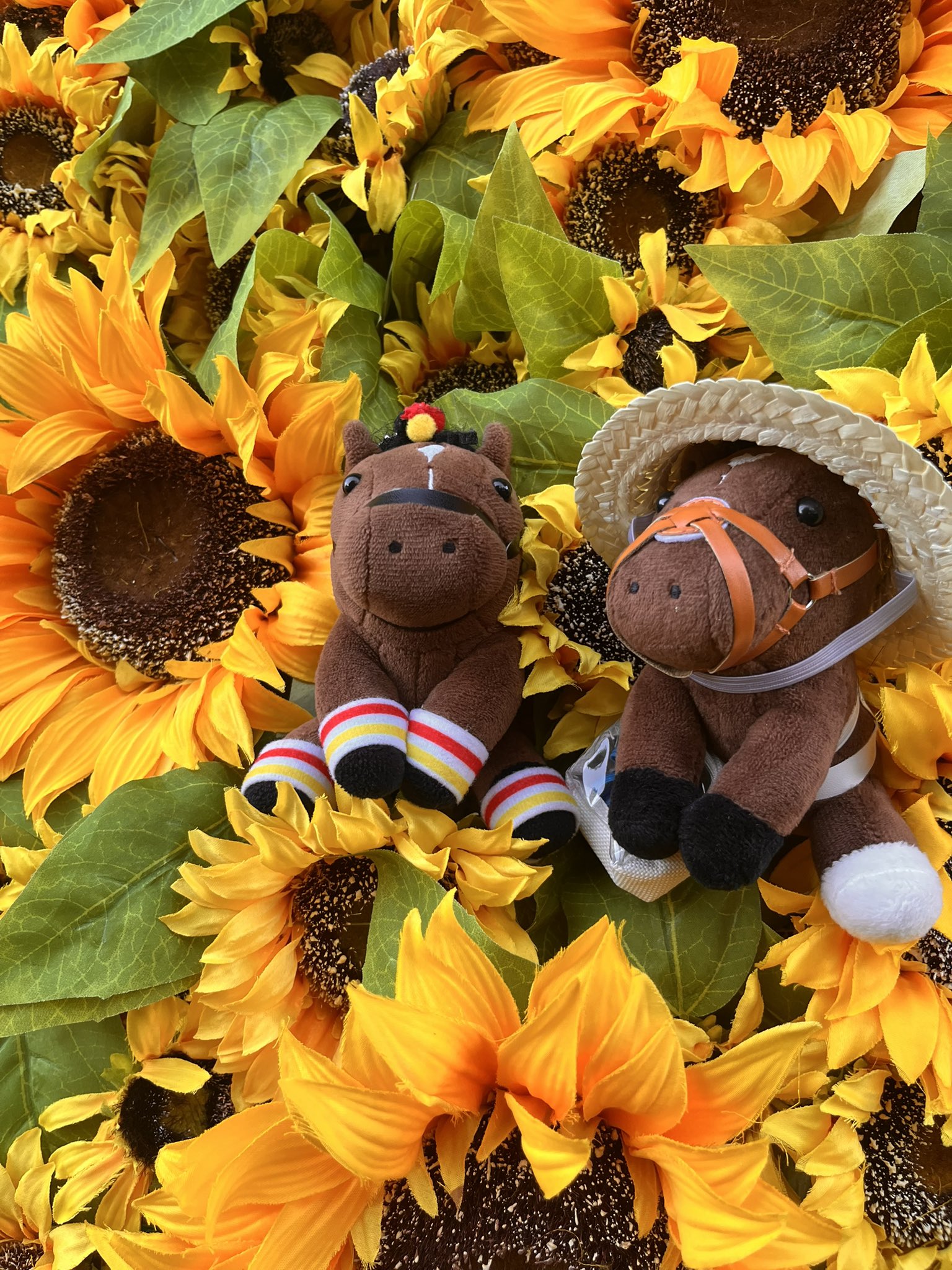 ゆん🐱🌸 (@7FDqopm4kS57626) / X