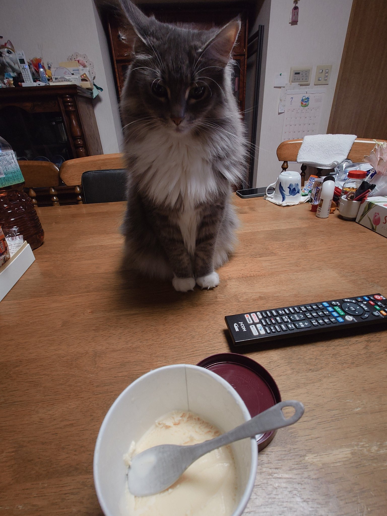 猫とアイスクリーム 夏のアイスクリームと可愛い猫たち | TikTok