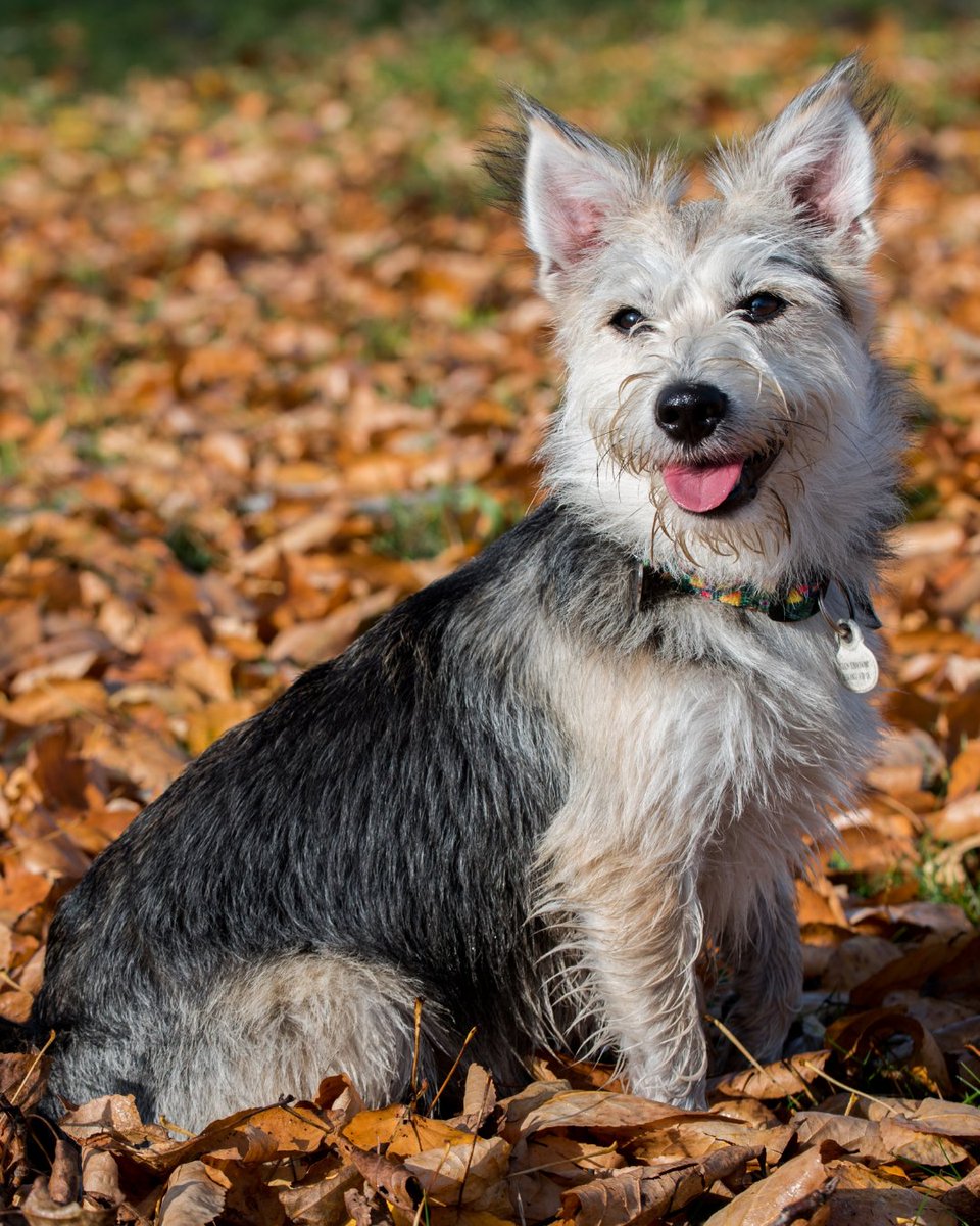 It's #NationalMuttDay! 🐶 

Owning a mixed-breed dog can have some benefits over a pedigree. You could end up with a dog that looks and acts unique, is generally healthier, and has qualities of several of your favourite breeds.

Show off your gorgeous mutts in the replies! ⬇️