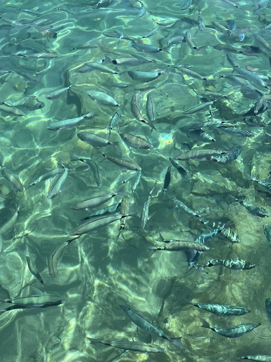 summer vibes with Minju 🐬