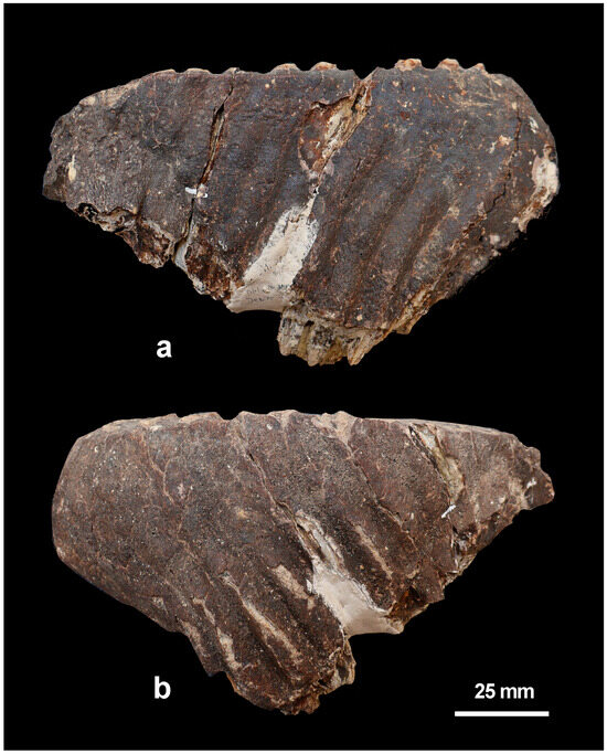 Quaternary_MDPI's tweet photo. 📍 "The Lost MIS 11c Mammalian Fauna from Via dell’Impero (Rome, Italy)" uncovers a forgotten Pleistocene ecosystem beneath modern Rome.

🦛🦌 From elephants to deer - what do these remains reveal about life?

🔎  https://t.co/gHkthrBNkm

#MIS11c #biometry #biochronology https://t.co/30ZffcHMN3