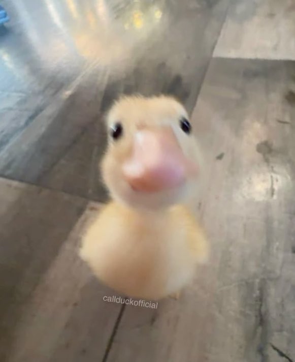 นิกิ แม่ขอโทด …