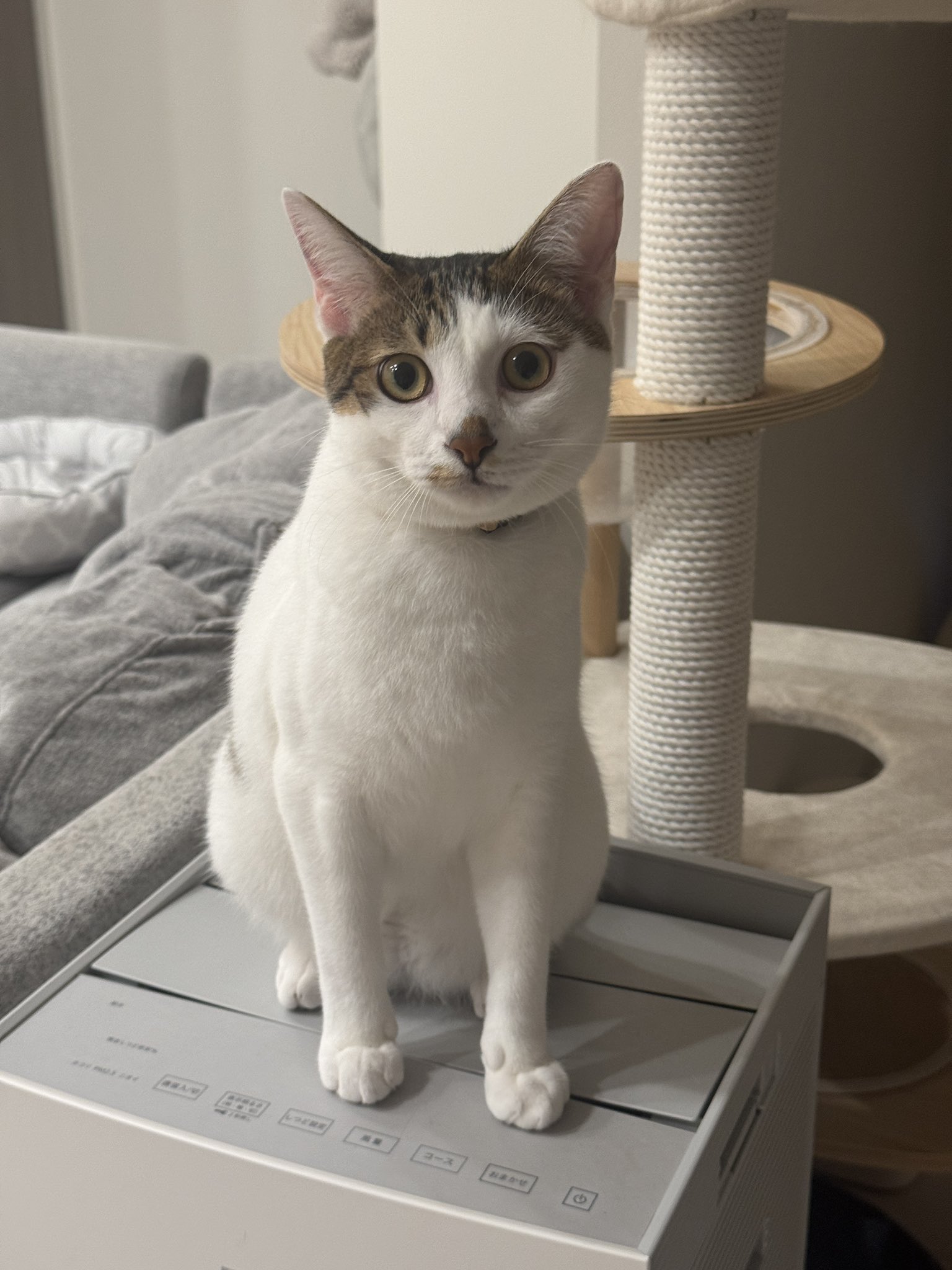 アンティーク大きな瞳や長いヒゲ、まつ毛が美しく、大きなリボンも可愛い招き猫 まつたけ on X: