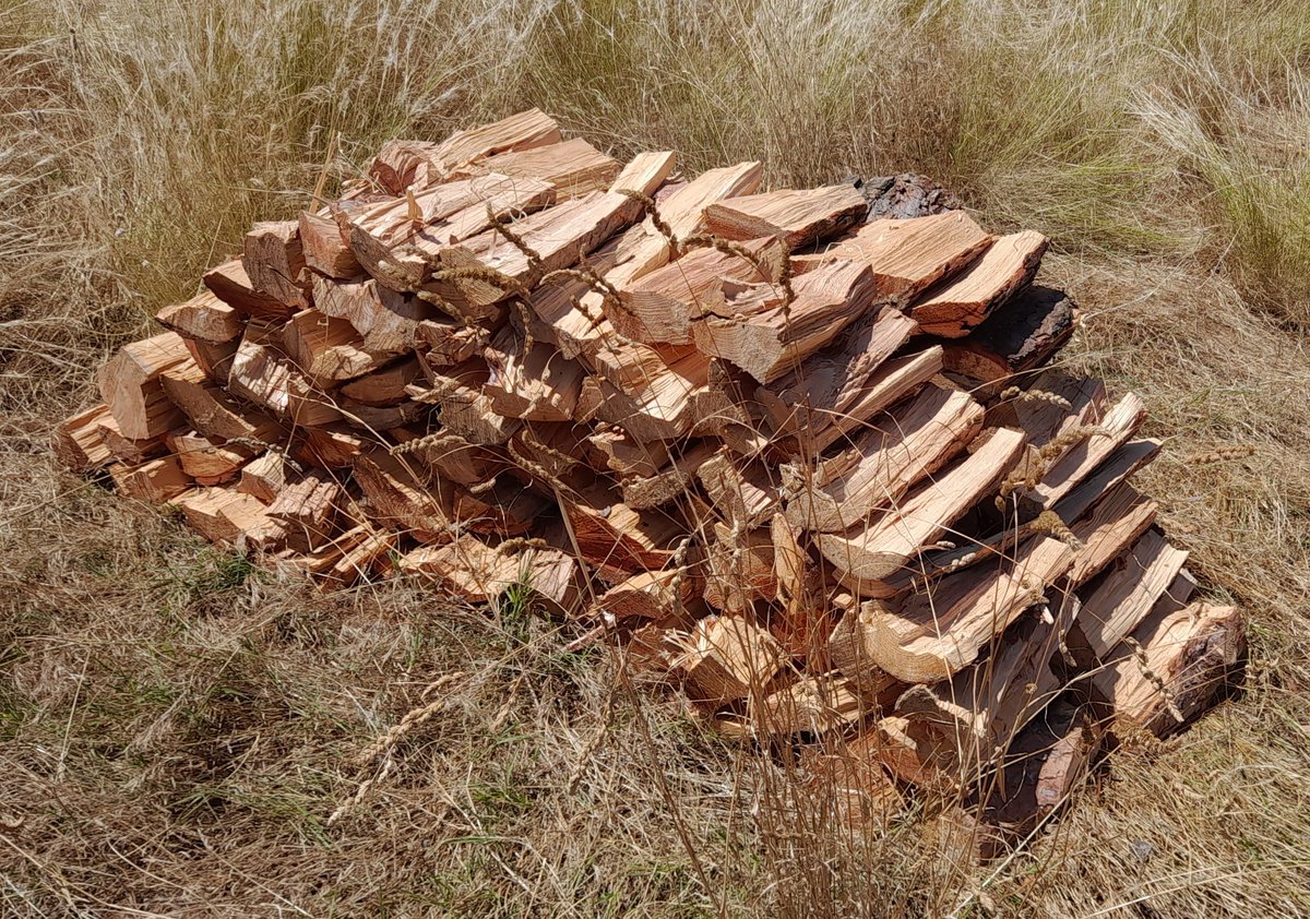 Seguim tallant #slowllenya de pins torts i caiguts, en l'època que més ho necessita el bosc.