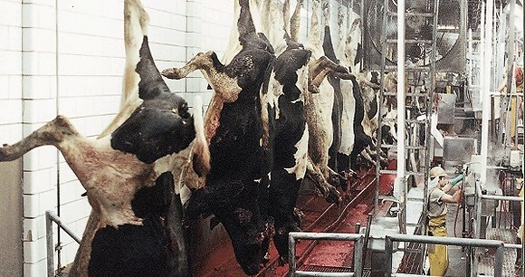 ๐๐รบ๐ฅ el Vegano (@paul_vegano) on Twitter photo "Cows are lifted from the floor by their rear legs, causing them tears and breaks... and while been slaughter some are awake for endless minutes" - US Slaughterhouse Worker.
We are #OneBillionScreams We Are <a href="/PolAnimalClass/">Ground Zero: One Billion Screams</a> "Cows are lifted from the floor by their rear legs, causing them tears and breaks... and while been slaughter some are awake for endless minutes" - US Slaughterhouse Worker.
We are #OneBillionScreams We Are <a href="/PolAnimalClass/">Ground Zero: One Billion Screams</a>