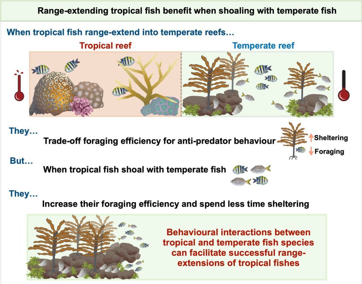 AnimalEcology's tweet image. 🐟 New Research - Tropical fishes can benefit more from novel than familiar species interactions at their cold-range edges 

"We reveal that shoaling with temperate fish enhances foraging efficiency in range-extending tropical fish..."➡️ buff.ly/4TCjsX3 

@AngusMitchell16