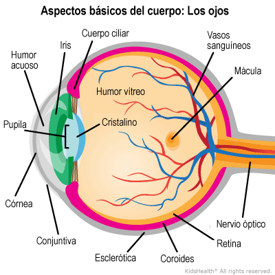 opticasplc's tweet photo. #QueEs el #GloboOcular? es el ojo con el que percibimos a mayor parte de información que nos rodea. De forma esférica, algo ovalada. Se encuentra en la mitad anterior de la cavidad orbitaria. Tiene un diámetro aproximado entre 24-25 mm 👀
#CuidaTusOjos #PadreLasCasas #Huichahue https://t.co/Ew8oeRSAVK