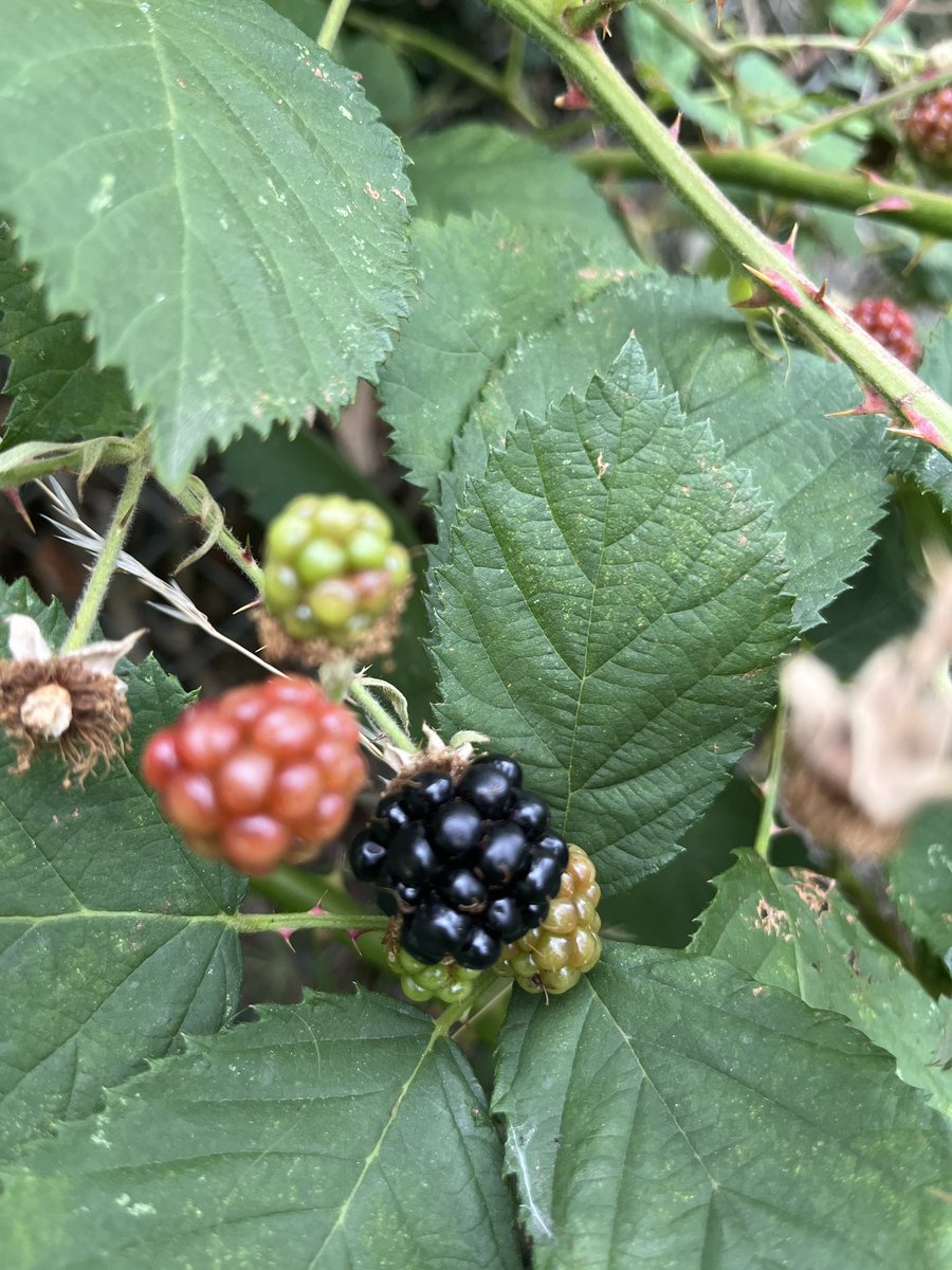 It’s blackberry season at Fishponds Fields. Don’t miss it.
