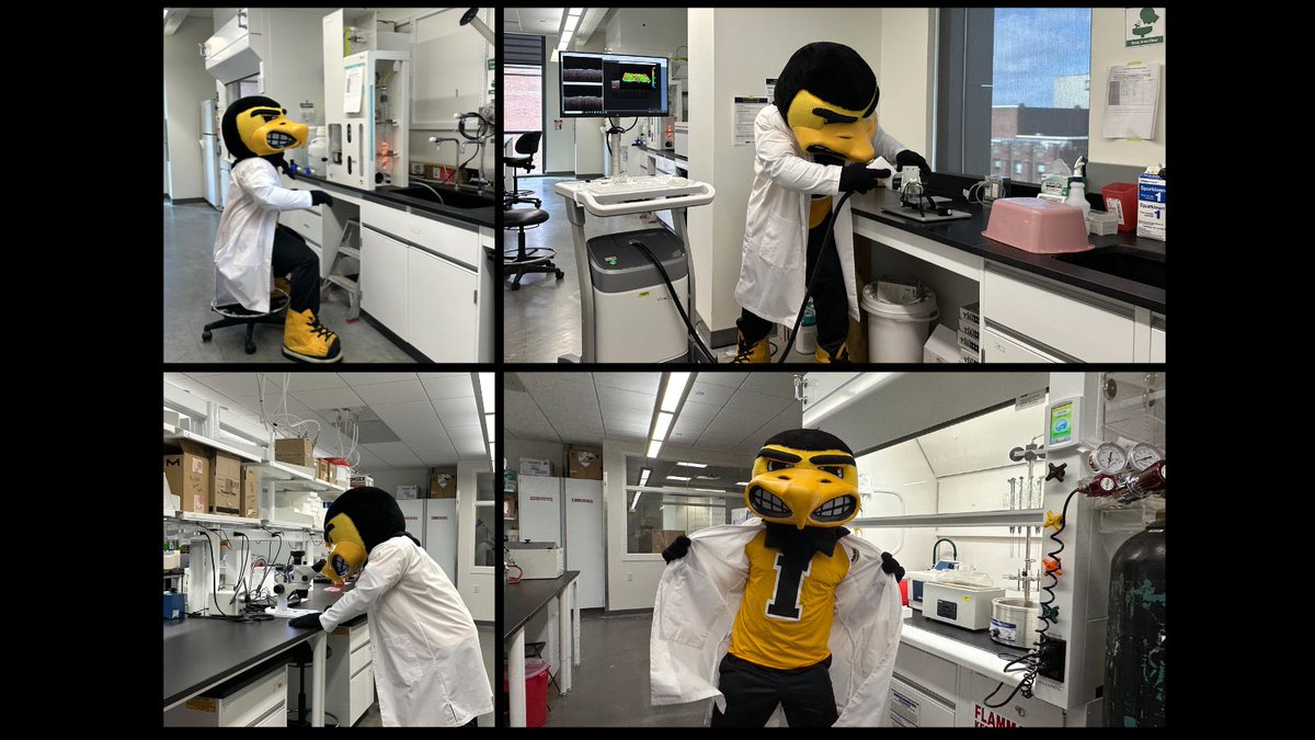 Research excellence starts here—even Herky’s getting in on the action! 🧠🖤💛 #UIPharmacyLeads #HerkyInTheLab