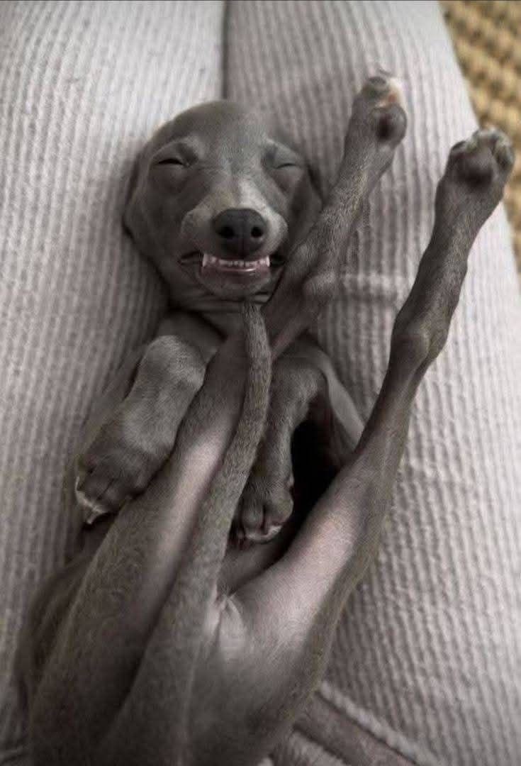 When you’re trying to nap but accidentally invent modern yoga 🤭🧘‍♂️💤 

#GreyhoundLife #SillyPup #GalgosOfTwitter #YogaDog #NapGoals #SpaghettiDog