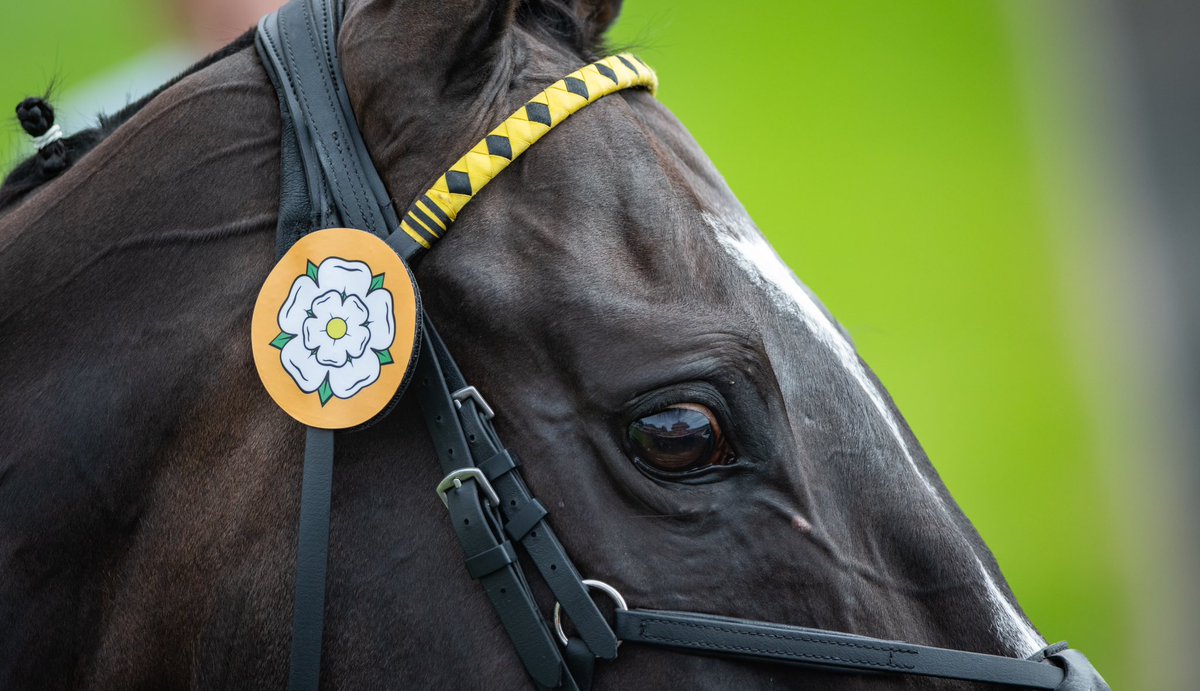 ROYAL CHAMPION last week at <a href="/yorkracecourse/">York Racecourse</a> before their win the Group 2 <a href="/SkyBet/">Sky Bet</a> York Stakes