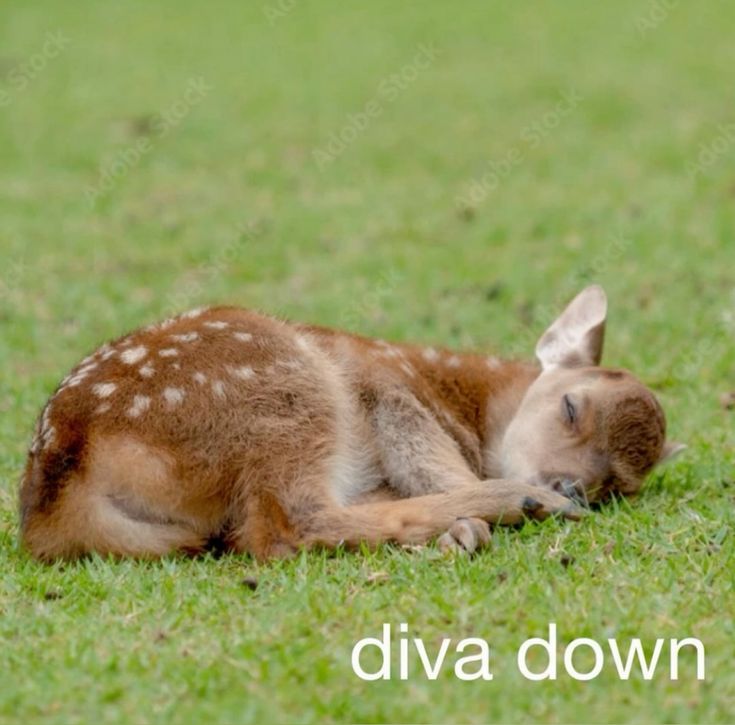 jolie (sam's version) (@formnvoidd) on Twitter photo 