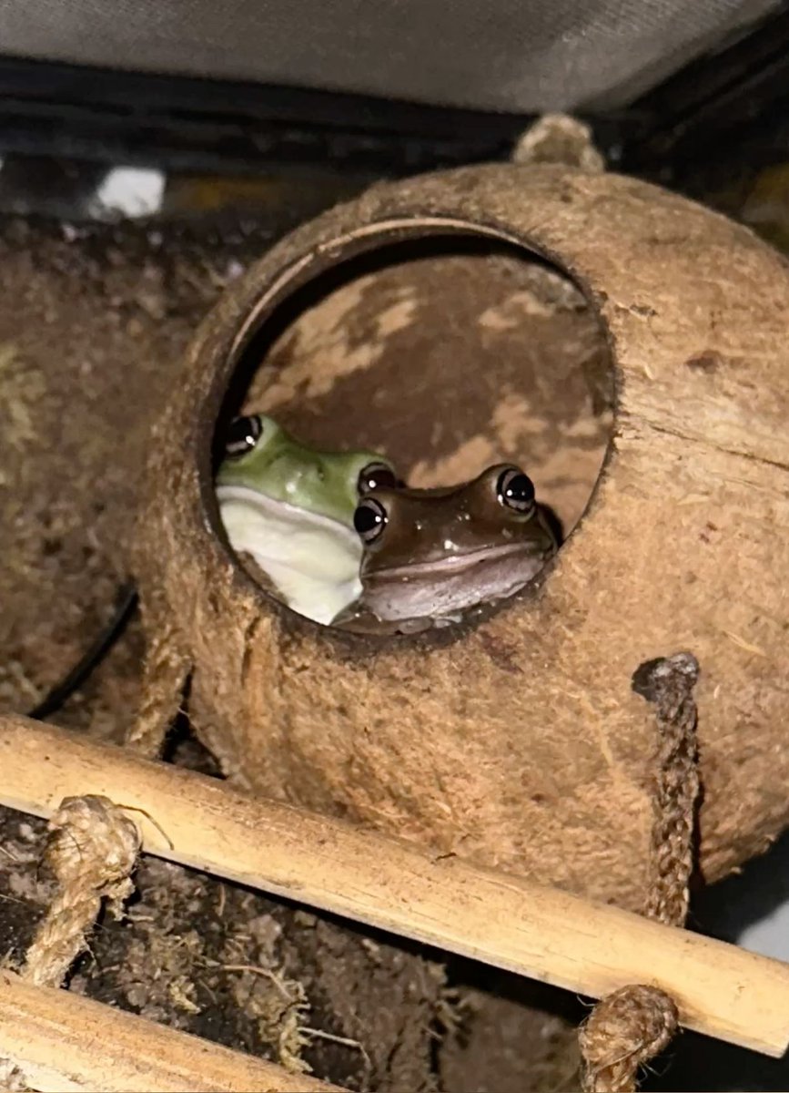 The Frog Pond tweet media