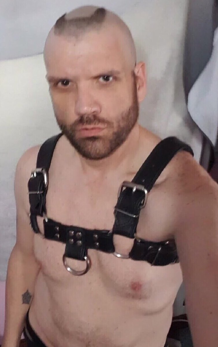 shave4slave's tweet photo. New harness. https://t.co/sTwQVswNhA