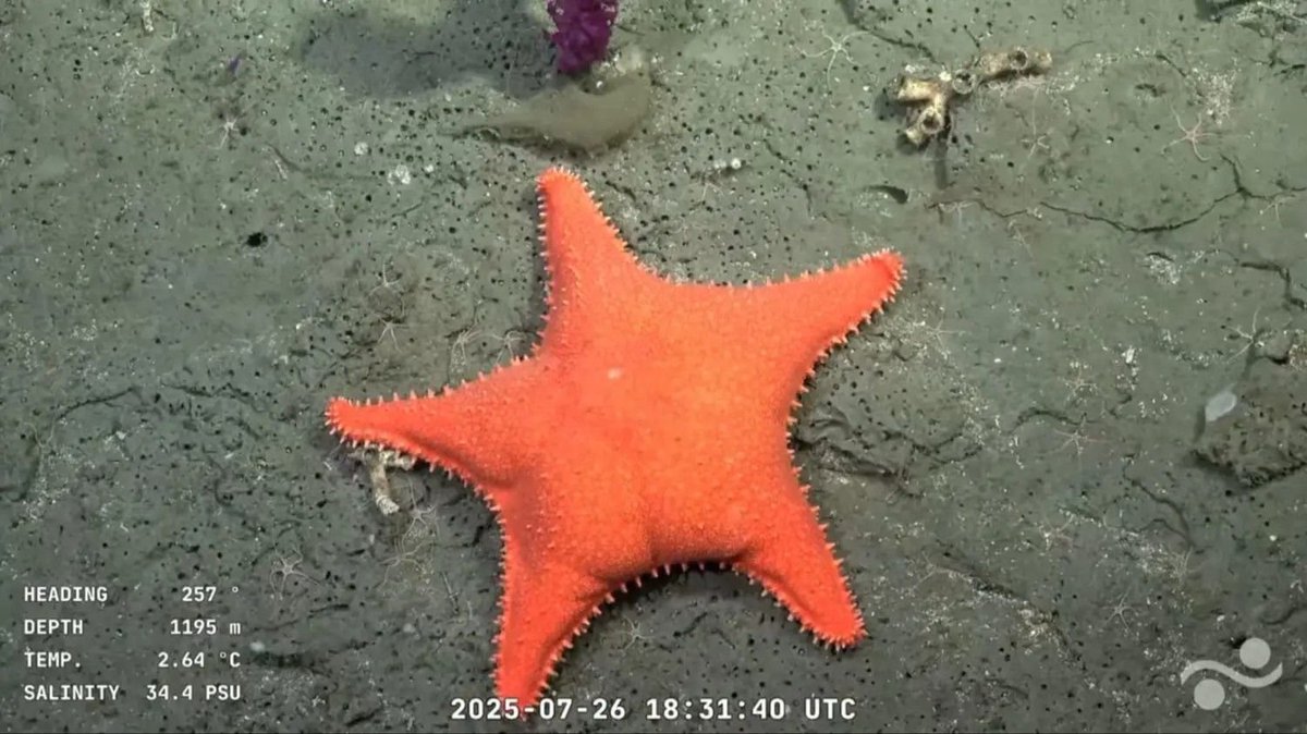 poincenotstudio's tweet image. Mirá ese color por favor 🧡.