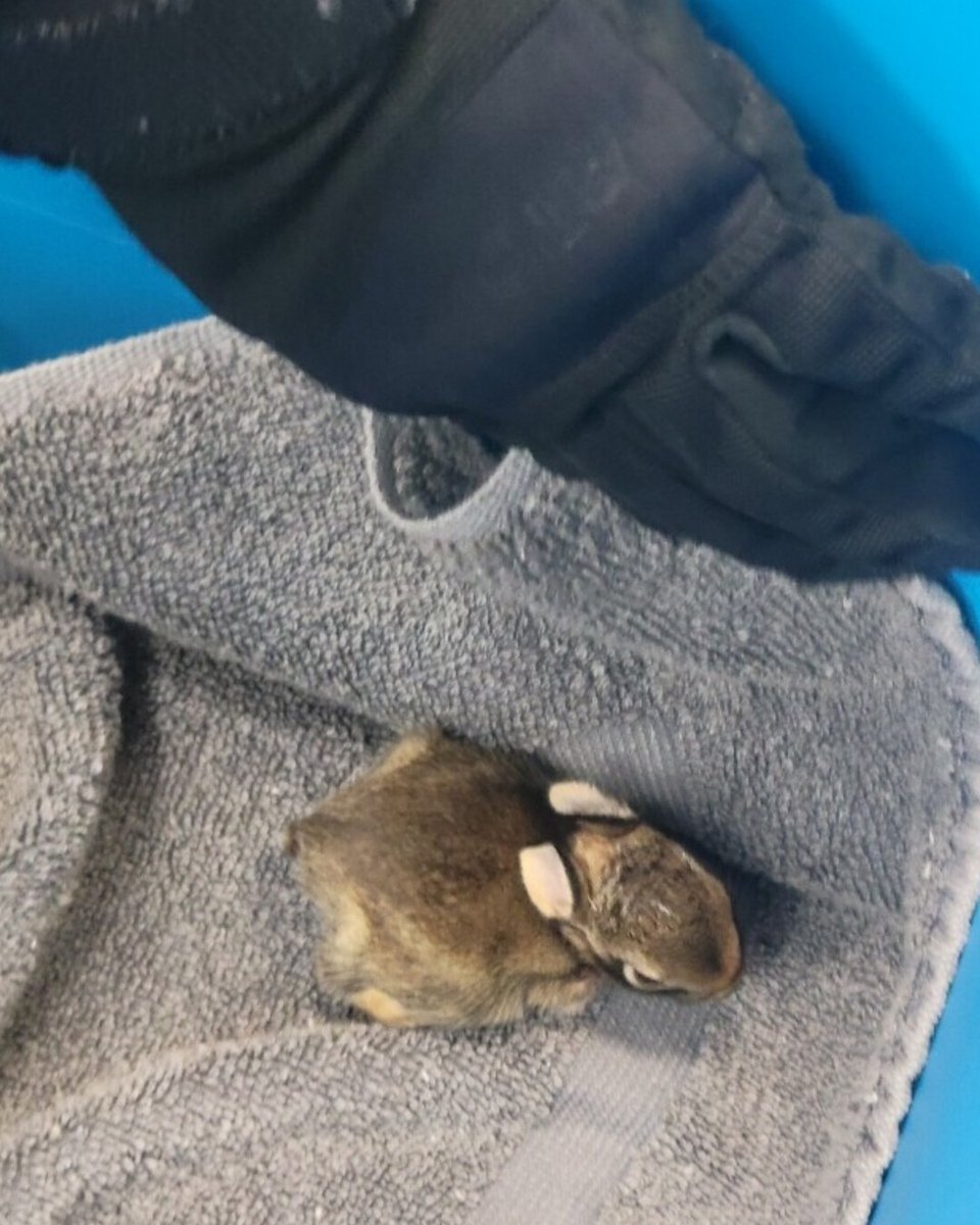 **DRIVER NEEDED**
We're looking for a volunteer driver to take this little guy to Hobbitstee Wildlife Refuge in Nanticoke. If you can help, please contact our NIAGARA FALLS shelter.
905-735-1552 x 1
shelternf@niagaraspca.com
