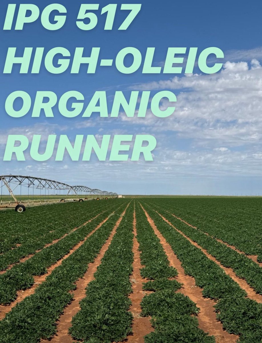 “…best stand of runners ever and it’s only one planting!”

IPG 517, our top-performing #higholeic #organic #runner variety continues to thrive in West Texas even under organic conditions. #growingthegood