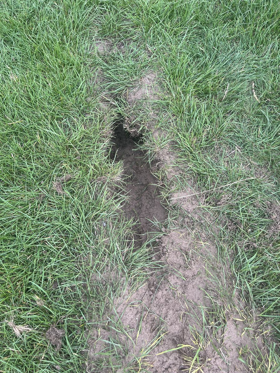 alistairjohnso9's tweet image. Couple hrs down @stocktonrugby seeding weak areas, sorting fox holes &amp;amp; a tickle with @SISISMachinery quadraplay. Finally seeing some slow improvement now the fertiliser has kicked in. 🌱🚜

#smallprogreess #onlytryyourbest
#rainneeded

@RFURugbyGrounds