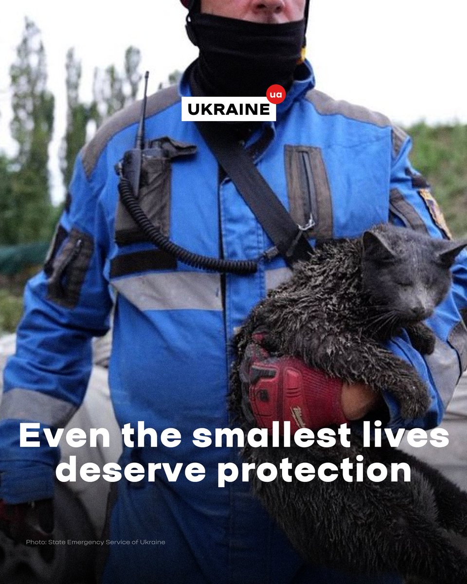 After the overnight attack on Kyiv, rescuers from the State Emergency Service of Ukraine pulled two cats from the rubble of a destroyed residential building. One of the cats suffered severe injuries and lost both his sight and hearing. The others was in a state of extreme shock.