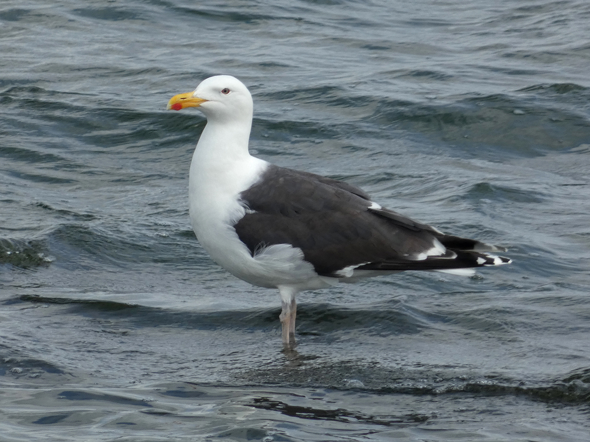 Bob Hazell (@bobhazell) on Twitter photo Today <a href="/STWDraycote/">Draycote Water</a>: Ferruginous Duck, 4 Yellow-legged Gull, 2 Common Sandpiper, Common Tern, 18+ Goosander, c50 Little Egret, Grey Wagtail, Sparrowhawk & a "Cackling" type Canada Goose. Increasing numbers of Black-headed Gull & also a couple of Great Black-backed Gull. Today <a href="/STWDraycote/">Draycote Water</a>: Ferruginous Duck, 4 Yellow-legged Gull, 2 Common Sandpiper, Common Tern, 18+ Goosander, c50 Little Egret, Grey Wagtail, Sparrowhawk & a "Cackling" type Canada Goose. Increasing numbers of Black-headed Gull & also a couple of Great Black-backed Gull.