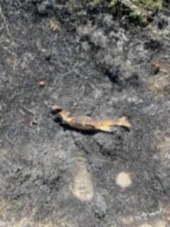 RyanVoutilainen's tweet image. In a shocking twist of events, it seems an osprey trying to flash fry its meal resulted in a bigger flame than it bargained for!
One of the more unusual fire starts I’ve heard of but a reminder of just how dry it is out there!
#BCdry
H/T 📸: Ashcroft Fire
vancouver.citynews.ca/2025/07/31/ach…