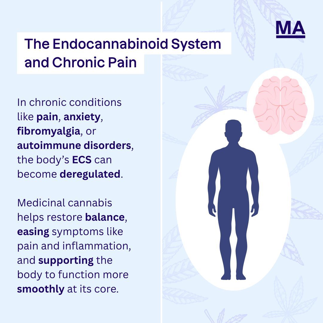 mamedicauk's tweet photo. Your endocannabinoid system is your body’s natural regulator, helping manage pain, inflammation, mood, and more. But in people with chronic conditions, the ECS can become dysregulated, meaning your body isn’t producing or using its endocannabinoids effectively.
 
That’s where cannabis-based treatment comes in. 🌿
Cannabinoids like THC and CBD interact with your ECS receptors, especially:
CB1: found in the brain and nervous system, helping reduce how pain is processed
CB2: found in the immune system, helping control inflammation
 
By activating these pathways, cannabis doesn’t just numb the pain; it helps the body regain control, bringing the system back into balance.
The result? Less inflammation, less pain, more relief.
 
💡 Chronic pain relief isn’t just about symptom-masking. It’s about supporting the system designed to keep you well.
 
👉 Want to know if medical cannabis could support your pain management? Tap the link to check your eligibility: https://t.co/qFcpcgdU3u 
 
#EndocannabinoidSystem #ChronicPainRelief #CannabisAndPain #ECSExplained #MedicalCannabis #CB1 #CB2 #CannabisEducation #FibromyalgiaSupport #NeuropathicPain #CannabisScience