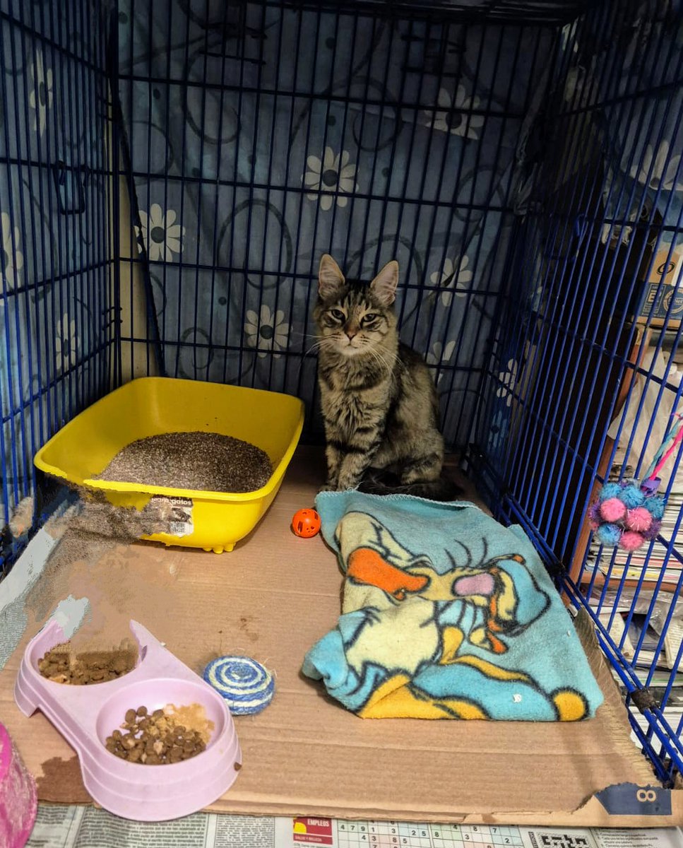 A quedado sola en la pensión y ahora come poquito , está triste ya que a su hijita la eligieron por ser pequeña , Mamá gato Necesita de 1 humano quien le ame y proteja 
 Necesita salir de esa jaula y ser Feliz , si alguien desea adoptarle responsablemente Escribe aquí 👇 Gracias