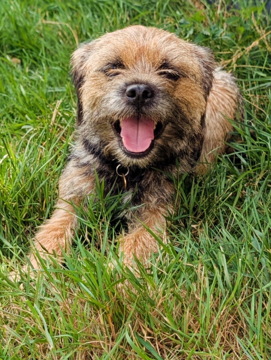 dansdogdaycare's tweet photo. Tara &amp; her winning smile 😁 
Sometimes there's nothing better than a happy border terrier. Happy #fursday Every-Pawdy 🐾
🐶🖤🤎🧡
#dansdogdaycare
#tara #thursdayface #thursday #thursdayvibes #happyface #happydog #borderterrier #borderterrierlove #dog #borderterriers #terrier #pup https://t.co/go8jYbmPcS