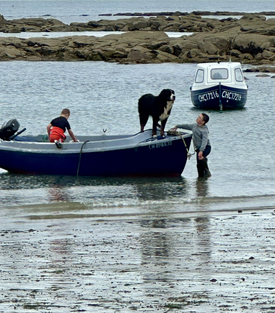 gnsymutterings's tweet image. #dogsoftwitter a Bernese Mountain dog