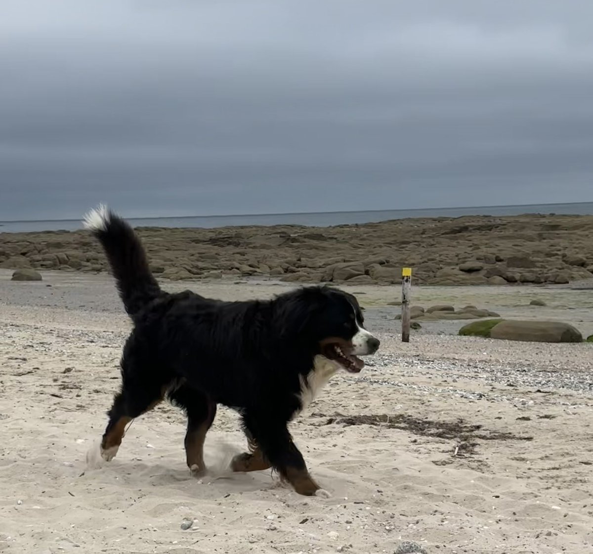 gnsymutterings's tweet image. #dogsoftwitter a Bernese Mountain dog