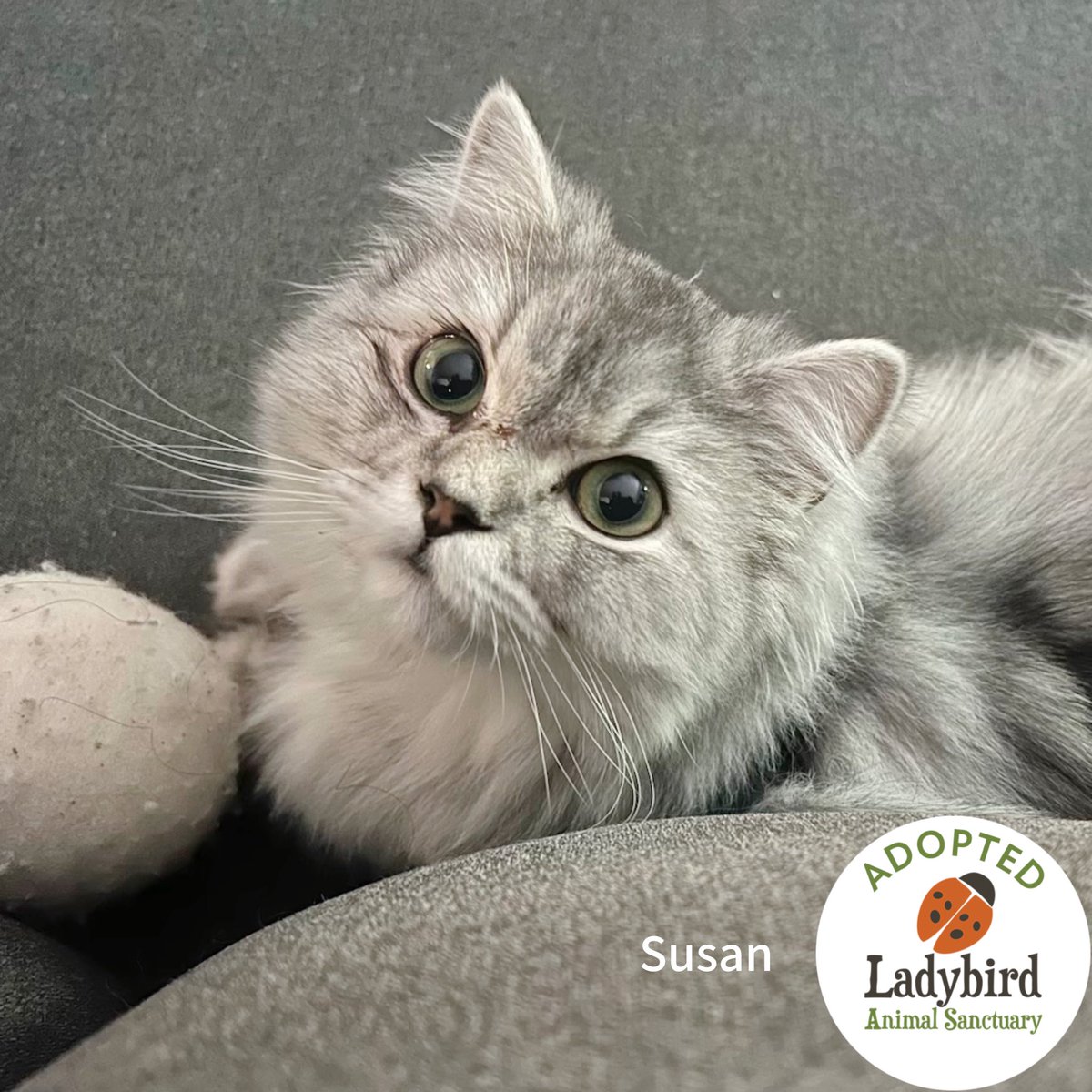 Susan was very sick when we rescued her from a shelter back in May. 
We’re happy to report that Susan made a full recovery &amp; has been adopted by her foster family! 
Congrats, Susan!
❤️
ladybirdanimalsanctuary.com/success-stories

#foreverhome #secondchance #gotchaday #adoptdontshop #dontshopadopt