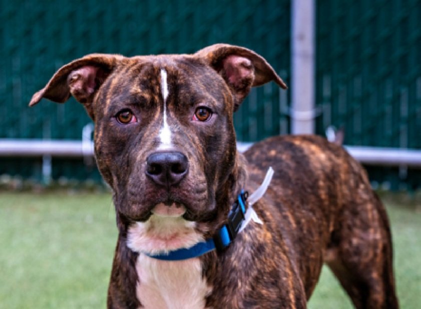 💔Shadow The Great💔
#NYCACC #230206 8M
▪️KILL COMMAND ❗️ 

Pound hounds would love to pull tis baby pls apply:
poundhoundsresq.org/fostering-appl…
 
Very handsome, sweet baby!
Adores ppl, dogs + all the cuddles + attn he can get!
Total gem, eager 2 learn + ready 2 be yr 4ever BFF.
Gets 0