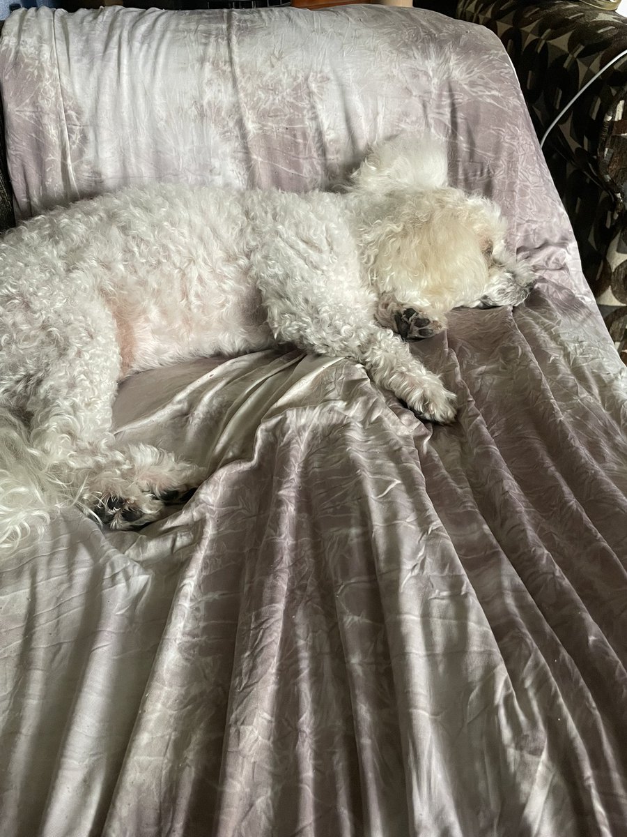 Good morning fends. Me have a secret 🤫,cooling blankie are pawsome . #ZSHQ #dogsoftwitter #AdoptDontShop