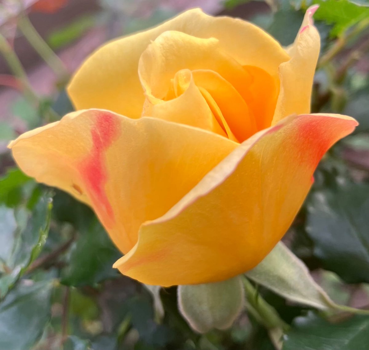 Hermosa Rosa para tí